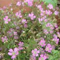 Gypsophila muralis 'Gipsy' fleur